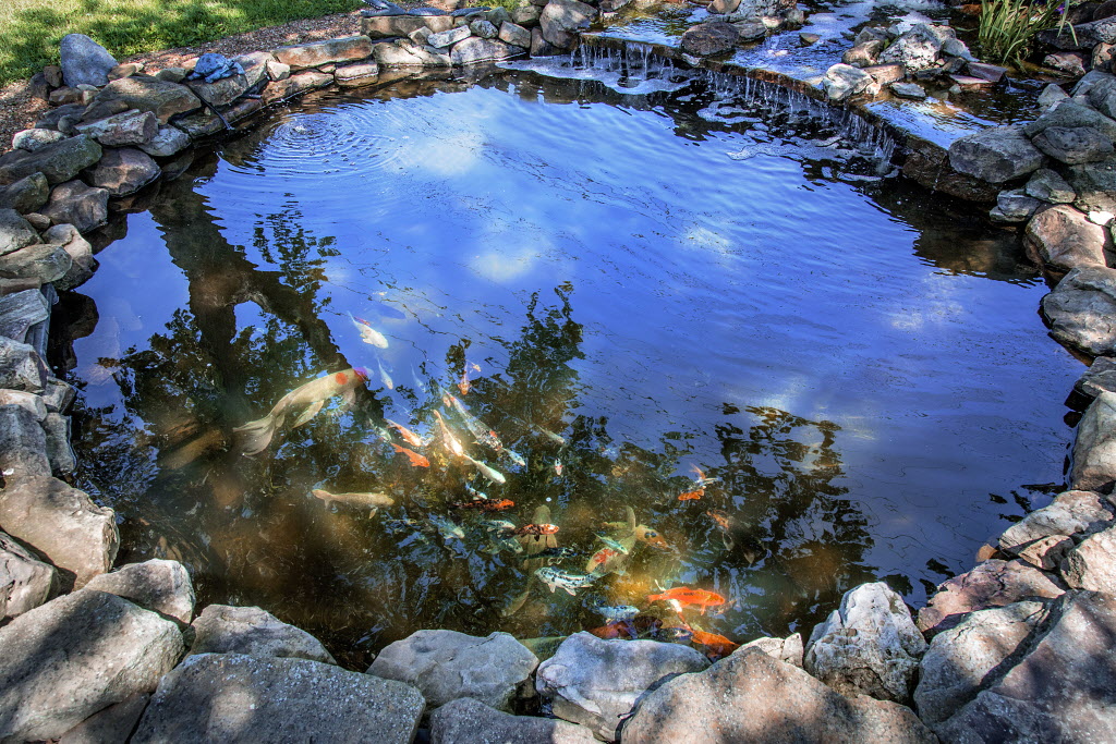 Koi pond with waterfall and boulder edging.